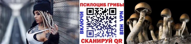 Купить закладки  Заречный  Псилоцибиновые грибы Cubensis 